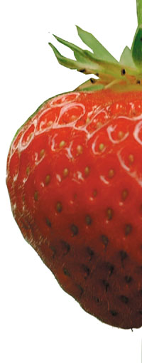 a photo of strawberry